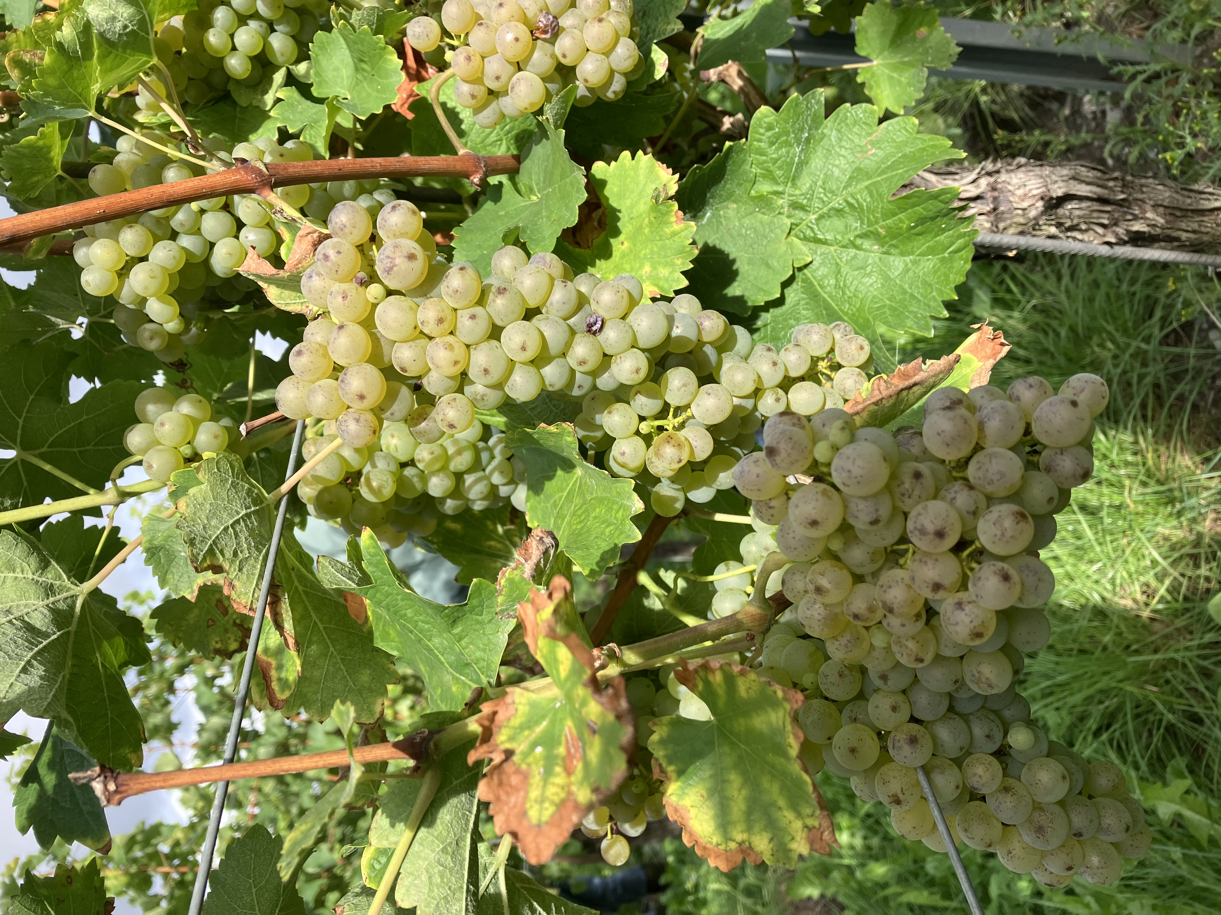 Rebsorte 2024er Traubensaft Müller-Thurgau