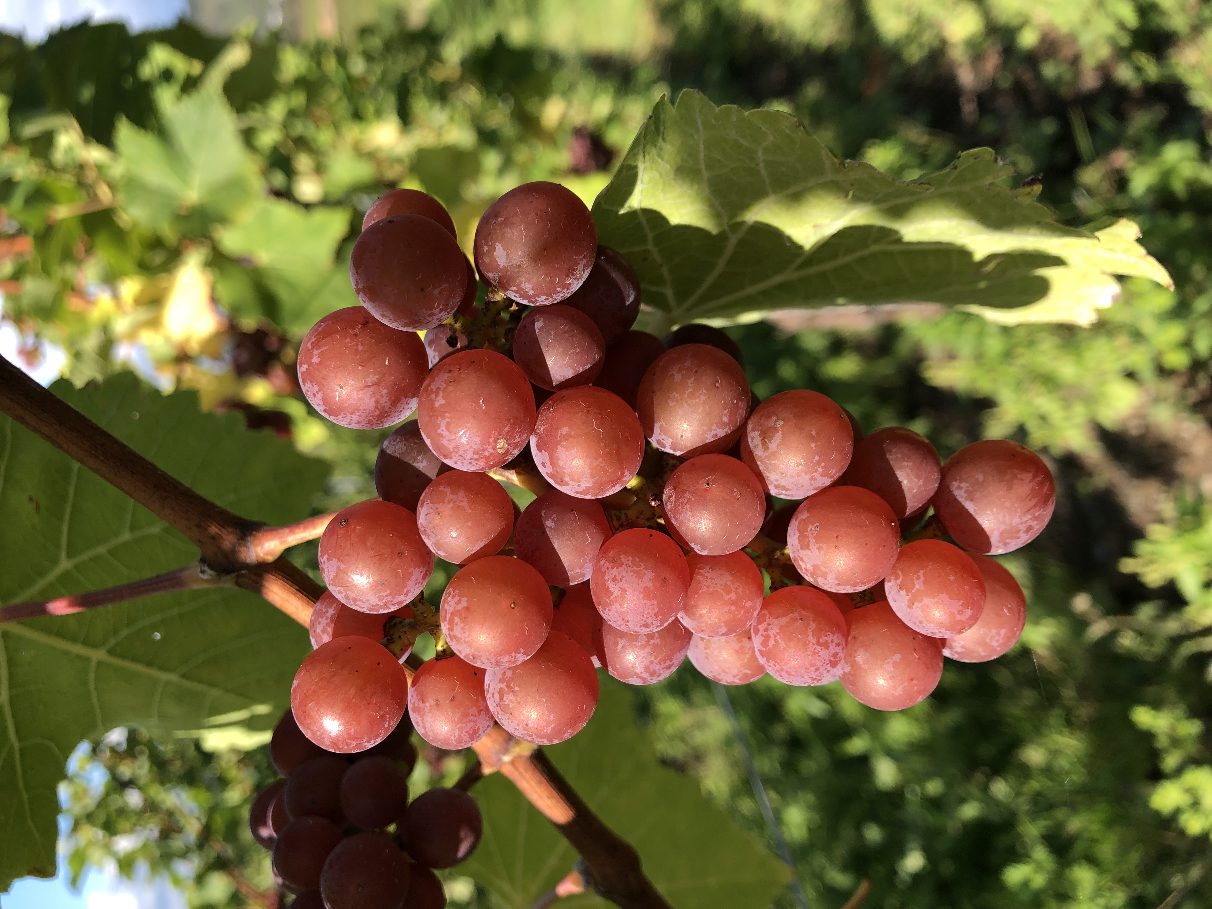 Rebsorte 2024 Souvignier gris